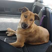 Thumbnail photo of Amber/Vanilla #3