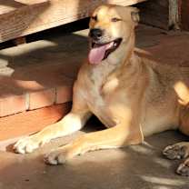 Thumbnail photo of Amber/Vanilla #4