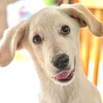 Thumbnail photo of Budderball #1