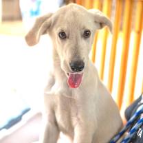 Thumbnail photo of Budderball #4