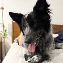 Thumbnail photo of RYDER #2