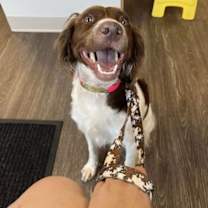 adopt-pet