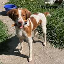 adopt-pet