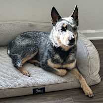 Thumbnail photo of Luna #2