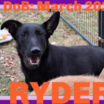 Thumbnail photo of RYDER #1