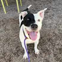 adopt-pet