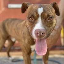 adopt-pet