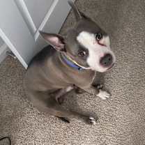 Thumbnail photo of Blue #2