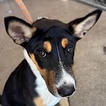 Thumbnail photo of Dober #4