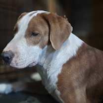 Thumbnail photo of Bullseye #4