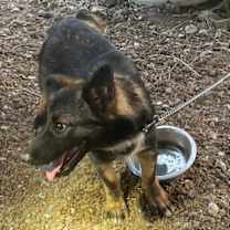 Thumbnail photo of Boone / Max B818 #3