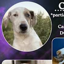 Thumbnail photo of Cookie #1