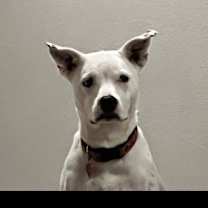 Thumbnail photo of Daisy XIX (New Digs) #4