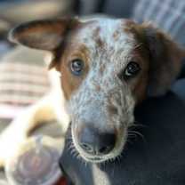 Thumbnail photo of Charli #1