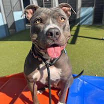 adopt-pet