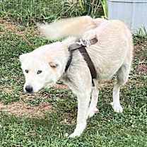 Thumbnail photo of Snowflake #2