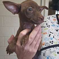 Thumbnail photo of Fred #3