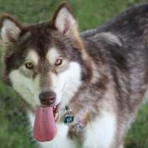 Thumbnail photo of Blu #1