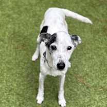 Thumbnail photo of Morrie #2