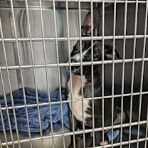 Thumbnail photo of Scooby #4