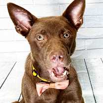 Thumbnail photo of CRISS #2