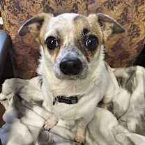 Thumbnail photo of Scooter #1