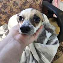 Thumbnail photo of Scooter #2