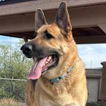 adopt-pet