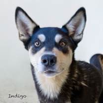 Thumbnail photo of Indigo #1
