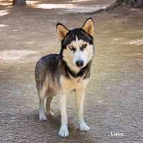 Thumbnail photo of Luka #1