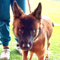 Thumbnail photo of Fritz #1