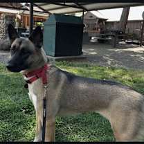 Thumbnail photo of Ollie #1