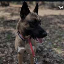 Thumbnail photo of Ollie #2