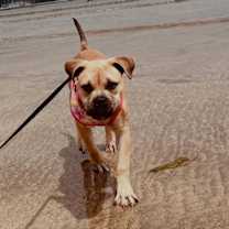 Thumbnail photo of Bindi #1