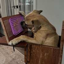 Thumbnail photo of Bindi #2