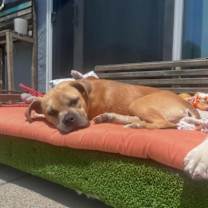 Thumbnail photo of Bindi #3