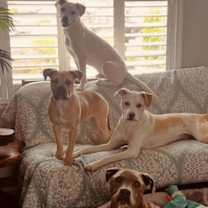 Thumbnail photo of Bindi #4