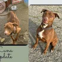 Thumbnail photo of Luna #2