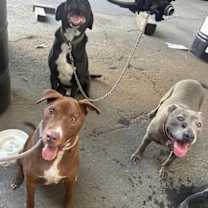 Thumbnail photo of Luna #4