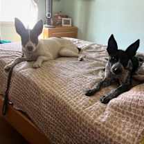 Thumbnail photo of Cedar #2