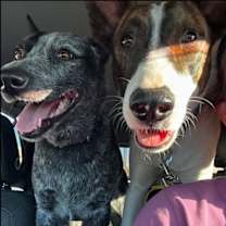 Thumbnail photo of Cedar #3