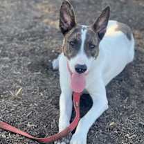 Thumbnail photo of Cedar #4