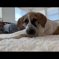 Thumbnail photo of Daisy #1