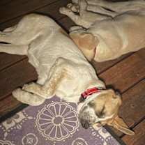 Thumbnail photo of Daisy #2