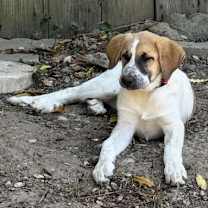 Thumbnail photo of Daisy #3