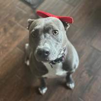 Thumbnail photo of Tinsel #1