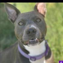 Thumbnail photo of Tinsel #2