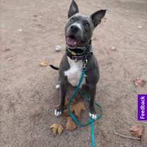 Thumbnail photo of Tinsel #3