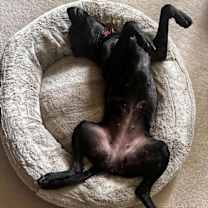 Thumbnail photo of Sasha #2