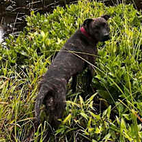 Thumbnail photo of Sasha #3